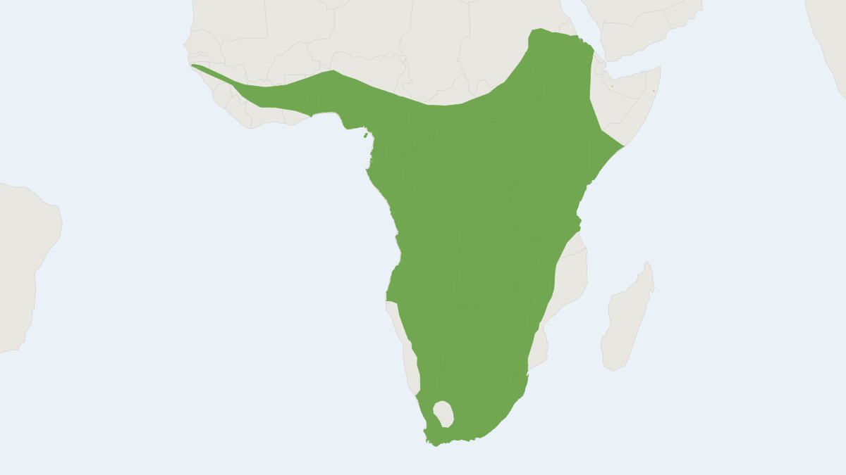 Range map of the Cape Serotine (Laephotis capensis)