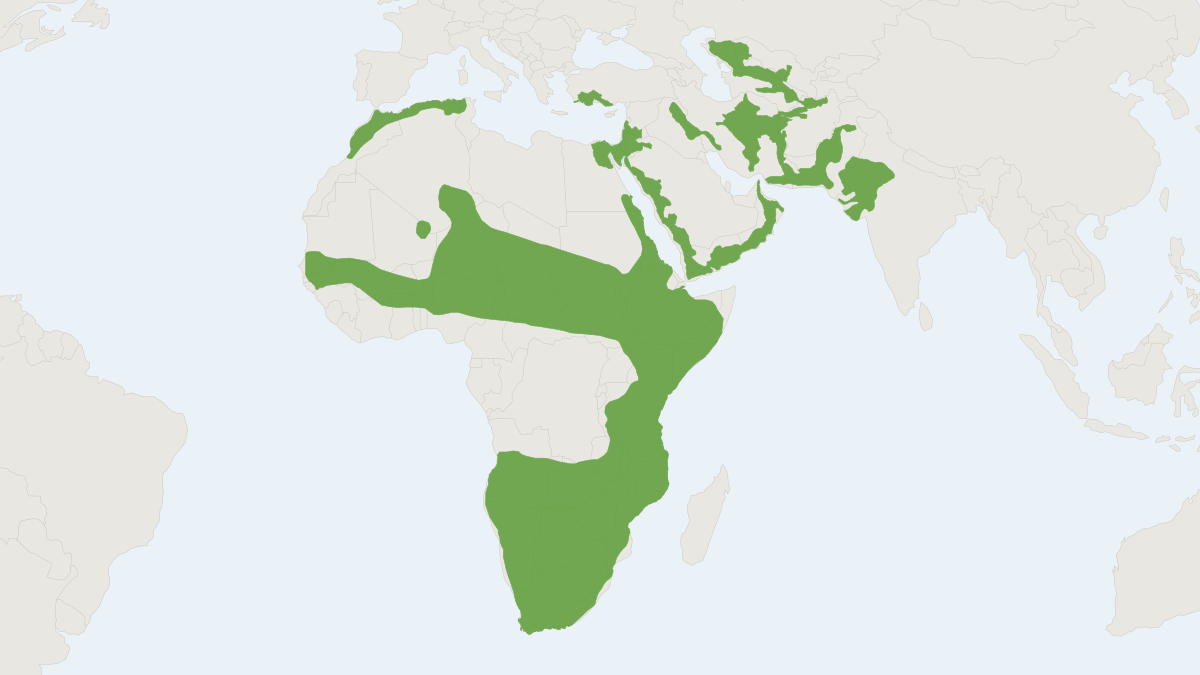 Range map of the Caracal (Caracal caracal) covering India