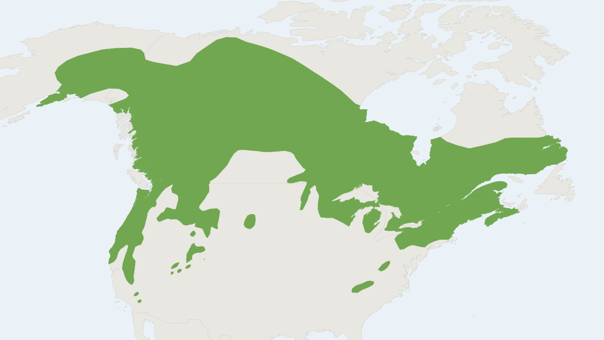Range map of the Carolina Flying Squirrel (Glaucomys sabrinus)
