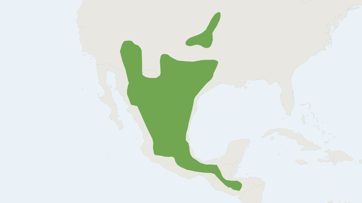 Range map of the Cave Myotis (Myotis velifer)