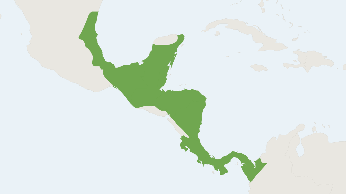 Range map of the Central American Red Brocket (Mazama temama)