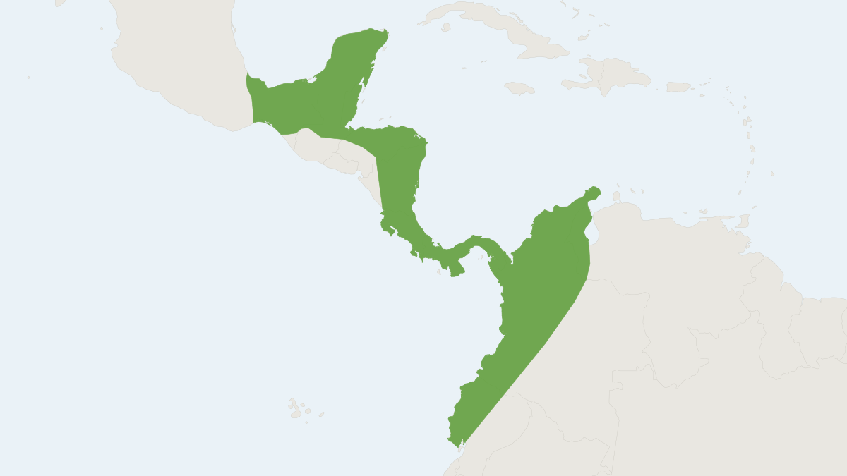 Range map of the Central American Silky Anteater (Cyclopes dorsalis)