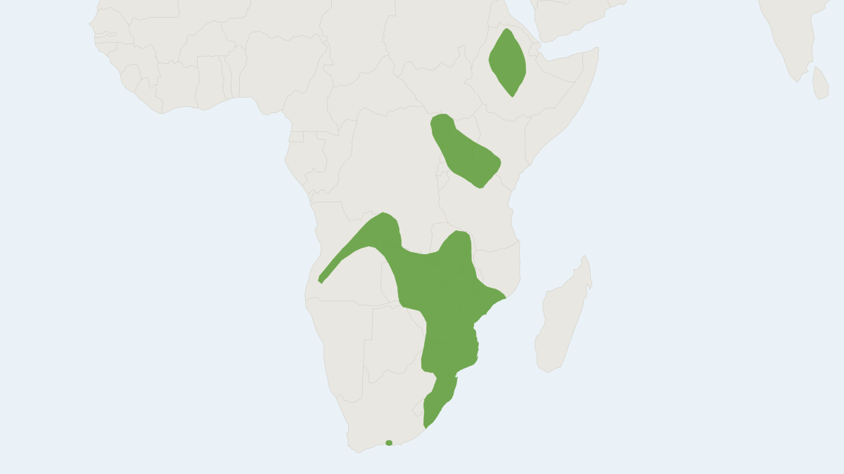 Range map of the Chestnut African Climbing Mouse (Dendromus mystacalis)