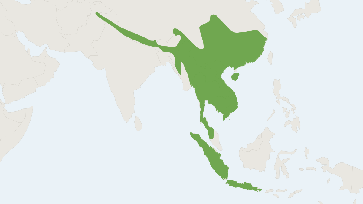 Range map of the Chestnut White-bellied Rat (Niviventer fulvescens)