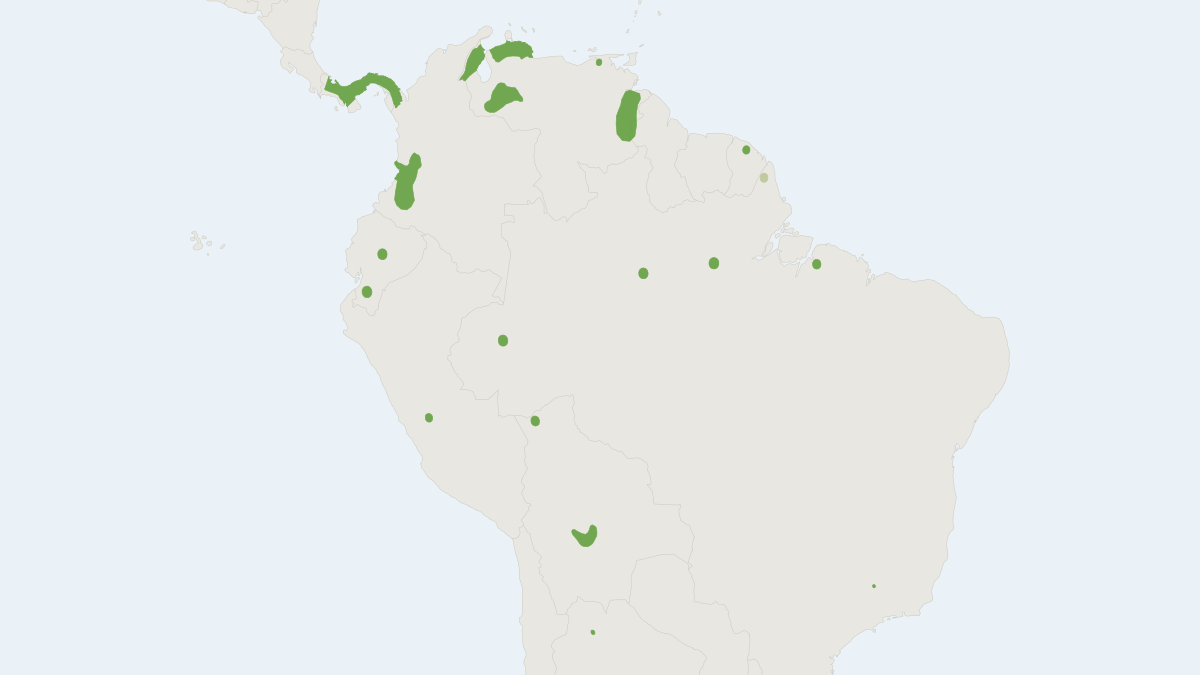 Range map of the Chiriquinan Serotine (Neoeptesicus chiriquinus)