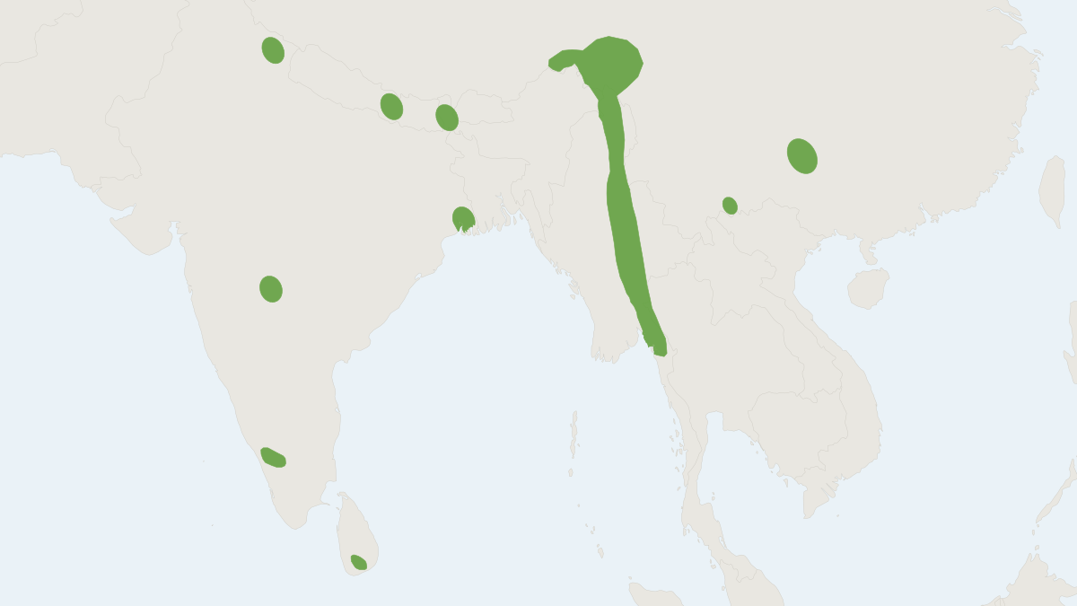 Range map of the Chocolate Pipistrelle (Hypsugo affinis)
