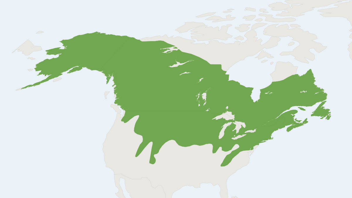 Range map of the Cinereus Shrew (Sorex cinereus)