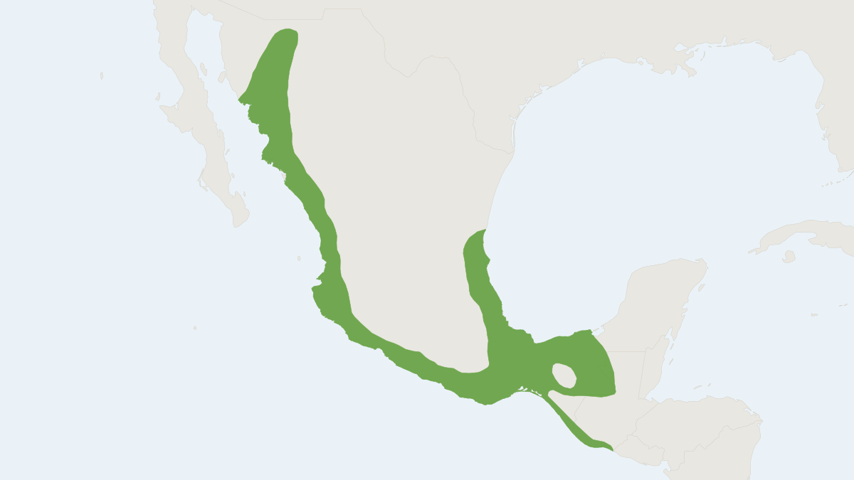 Range map of the Cinnamon Myotis (Myotis fortidens)