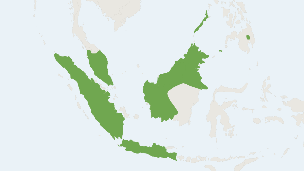 Range map of the Clear-winged Woolly Bat (Kerivoula pellucida)