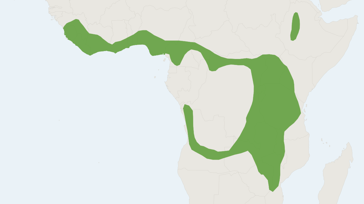Range map of the Climbing Shrew (Suncus megalura)