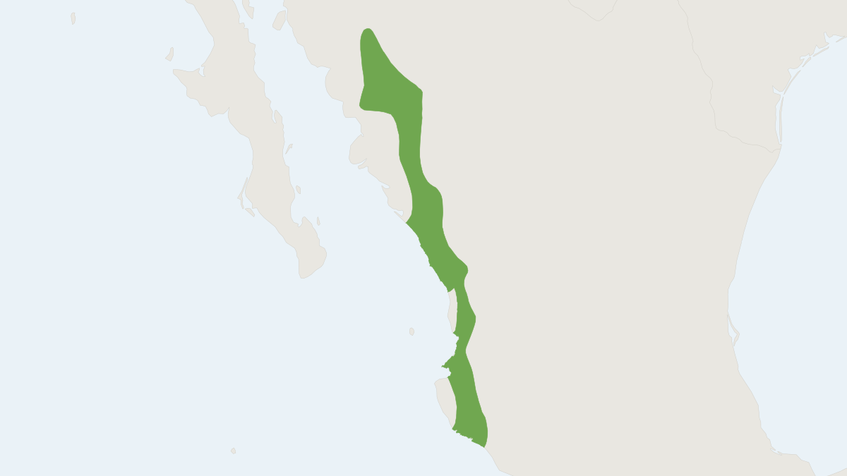 Range map of the Collie's Squirrel (Sciurus colliaei)