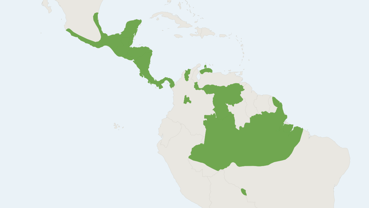 Range map of the Common Big-eared Bat (Micronycteris microtis)
