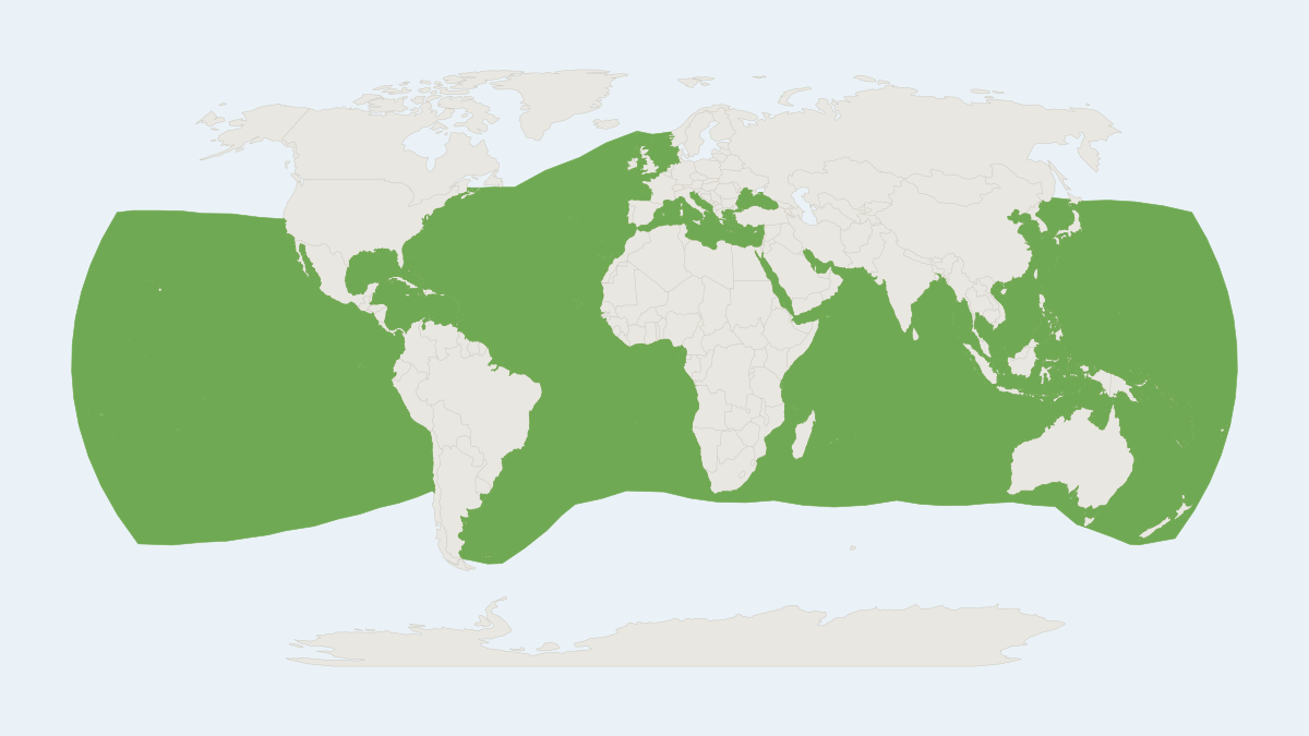 Range map of the Common Bottlenose Dolphin (Tursiops truncatus)