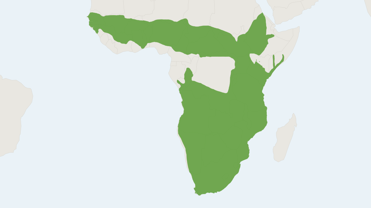 Range map of the Common Duiker (Sylvicapra grimmia)
