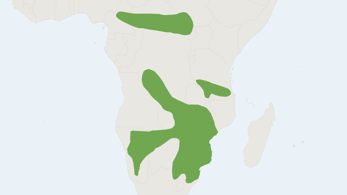 Range map of the Common Fat Mouse (Steatomys pratensis)