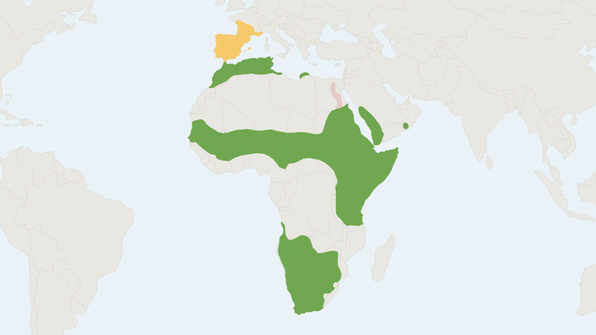 Range map of the Common Genet (Genetta genetta) covering Algeria, Democratic Republic of the Congo and France