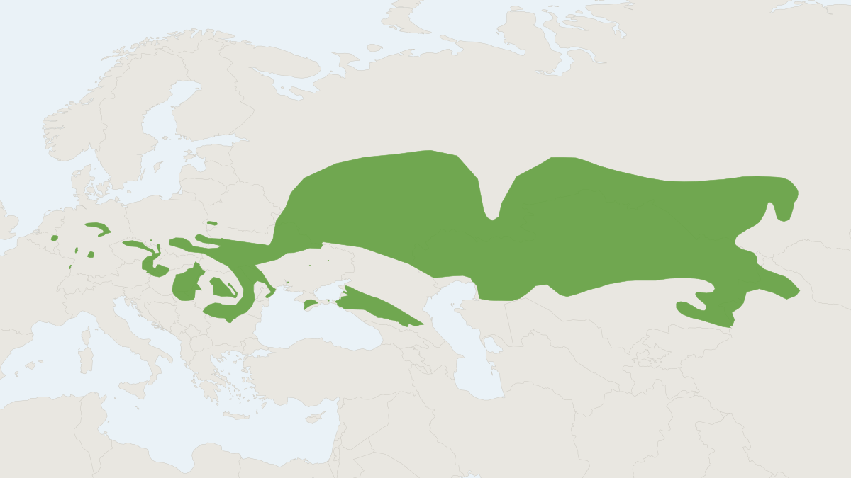 Range map of the Common Hamster (Cricetus cricetus) covering Austria, Belgium and Czechia