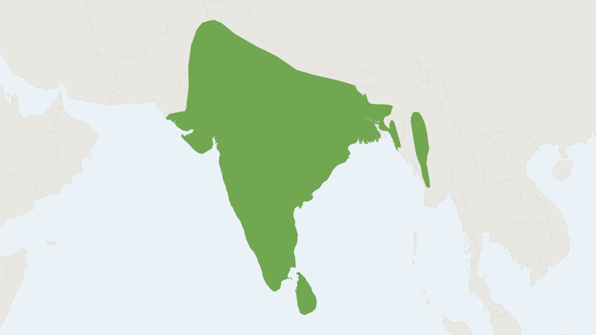 Range map of the Common Indian Field Mouse (Mus booduga)