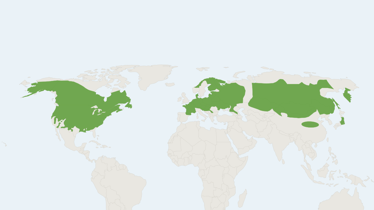 Range map of the Common Muskrat (Ondatra zibethicus)