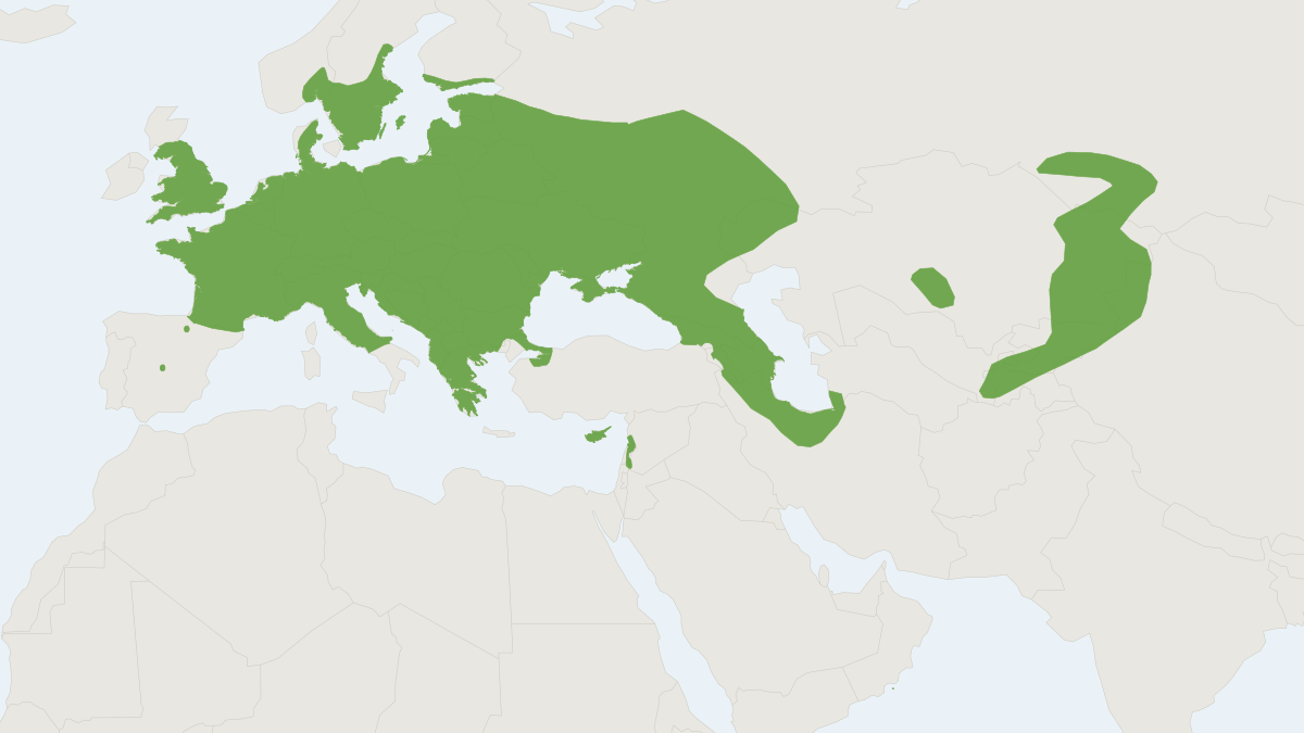Range map of the Common Noctule (Nyctalus noctula)