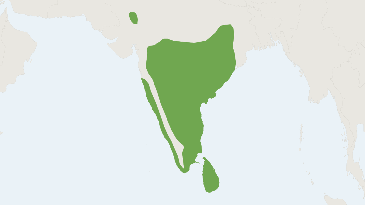 Range map of the Common Palm Squirrel (Funambulus palmarum)