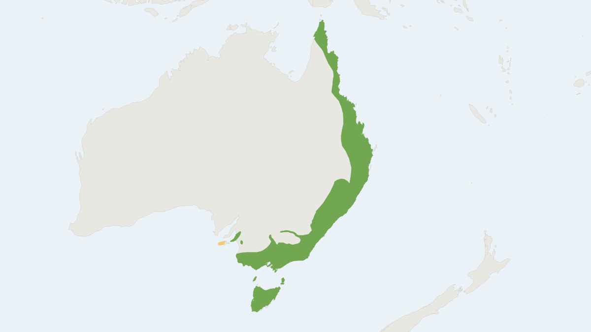 Range map of the Common Ringtail Possum (Pseudocheirus peregrinus)