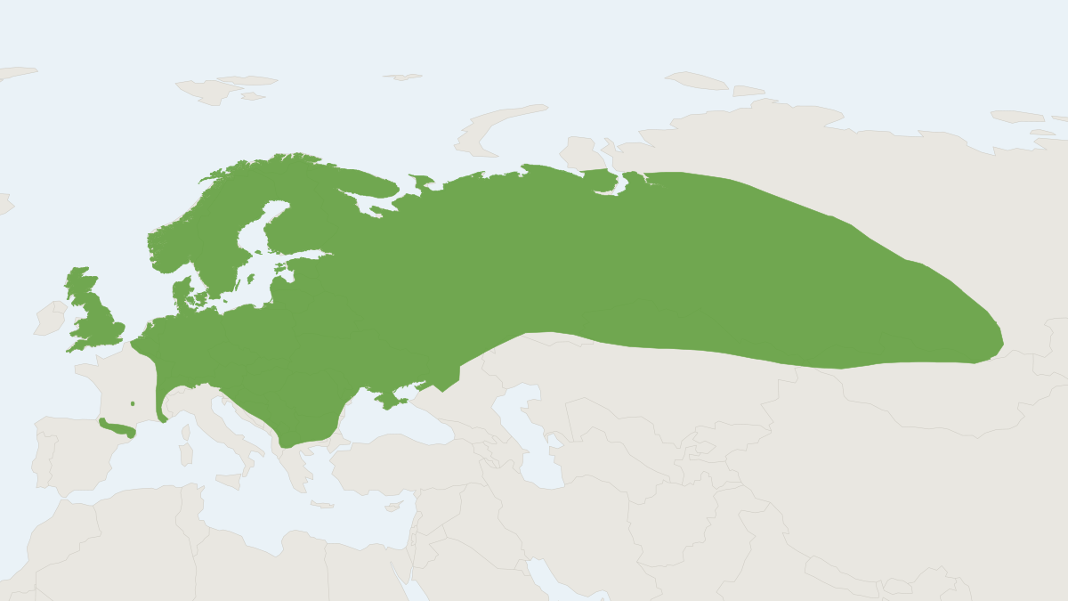 Range map of the Common Shrew (Sorex araneus)