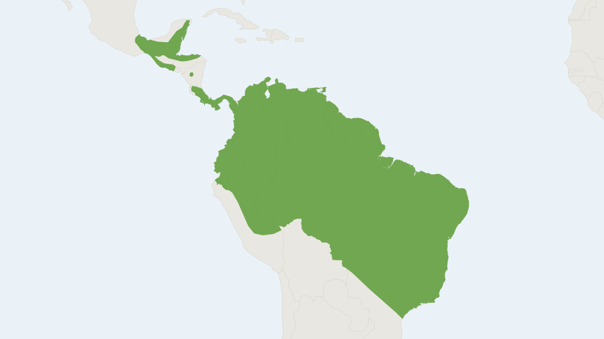 Range map of the Common Sword-nosed Bat (Lonchorhina aurita)