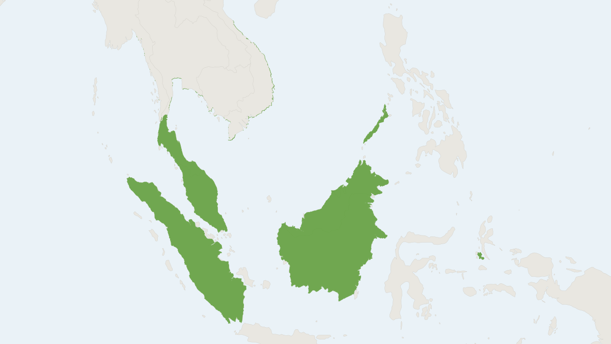 Range map of the Common Thick-thumbed Bat (Glischropus tylopus)