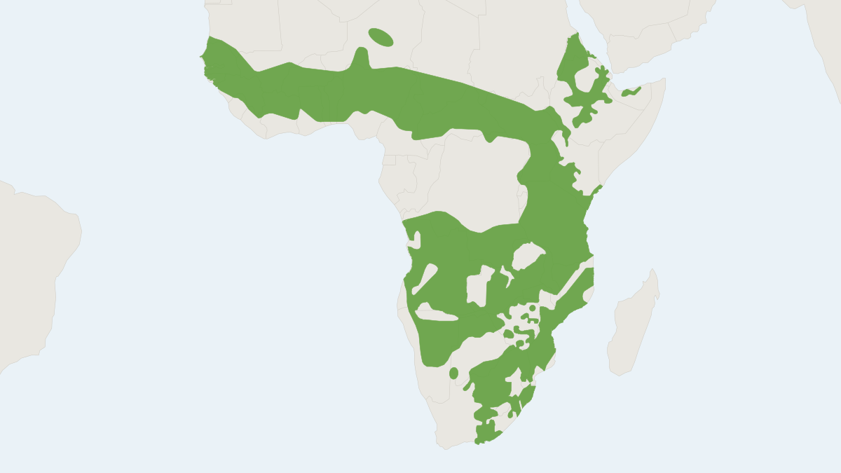 Range map of the Common Warthog (Phacochoerus africanus) covering Democratic Republic of the Congo, Ethiopia and Mauritania