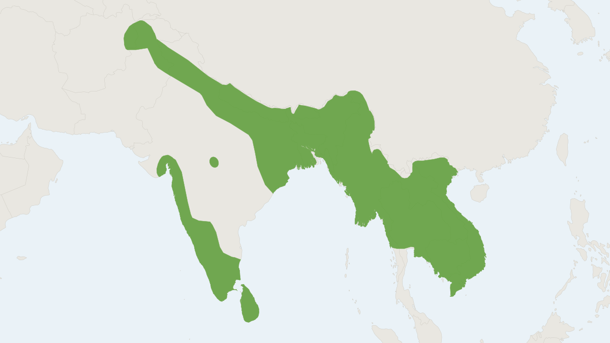 Range map of the Coromandel Pipistrelle (Pipistrellus coromandra)