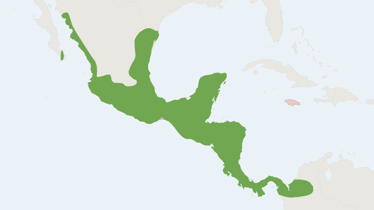 Range map of the Coues's Rice Rat (Oryzomys couesi)