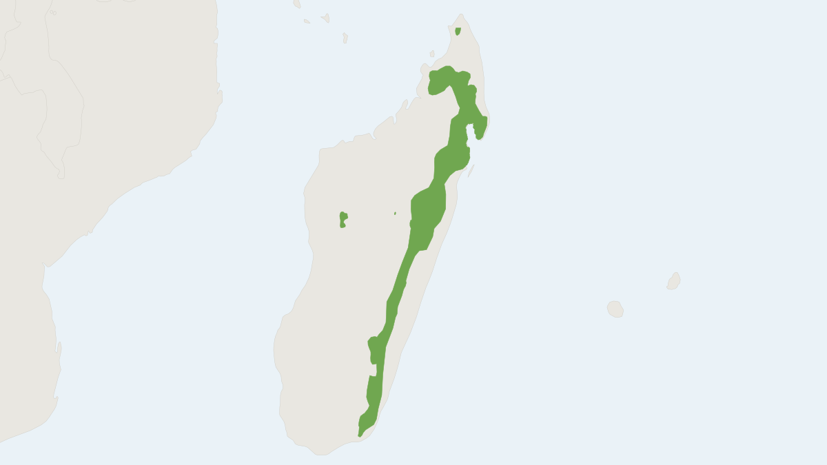 Range map of the Cowan's Shrew Tenrec (Microgale cowani)