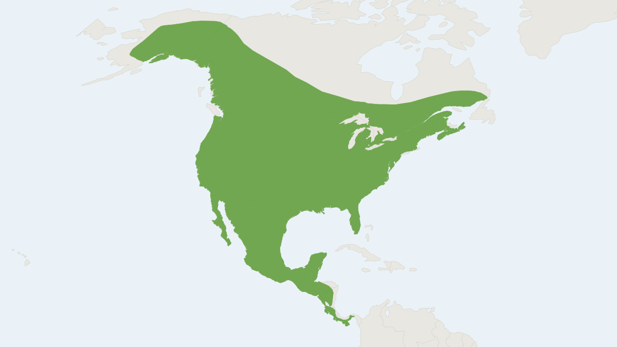Range map of the Coyote (Canis latrans) covering Canada, Mexico and Panama