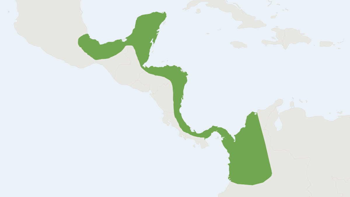 Range map of the Cozumelan Golden Bat (Mimon cozumelae)