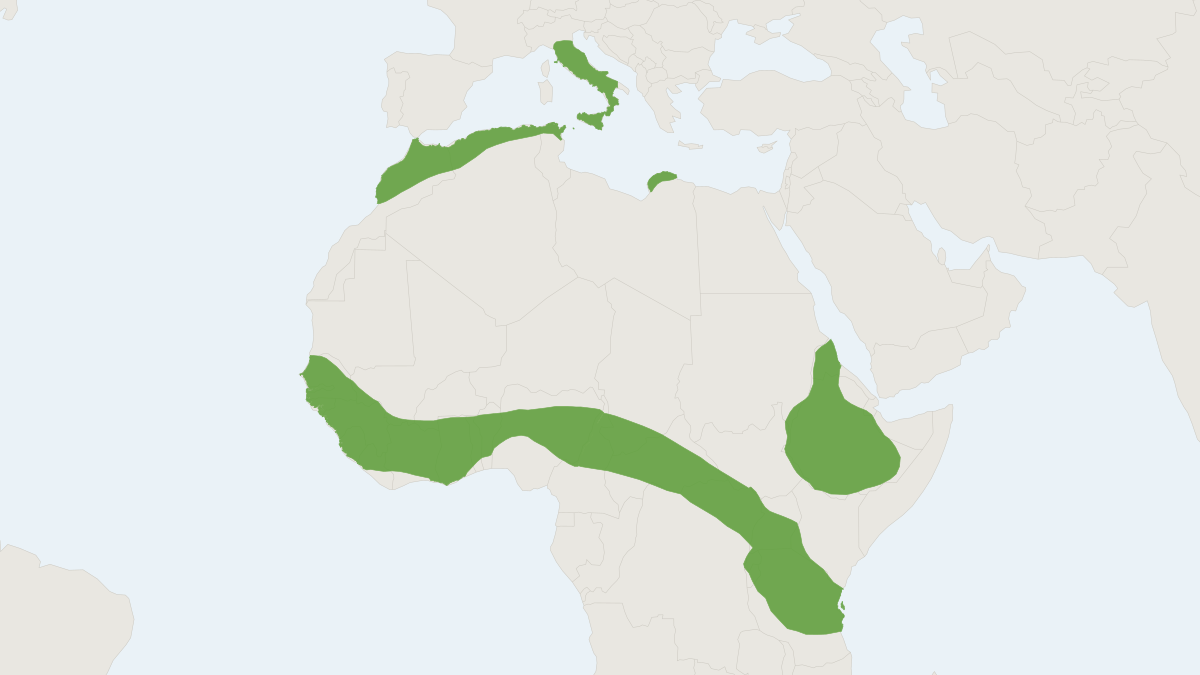 Range map of the Crested Porcupine (Hystrix cristata) covering Algeria, Egypt and Italy