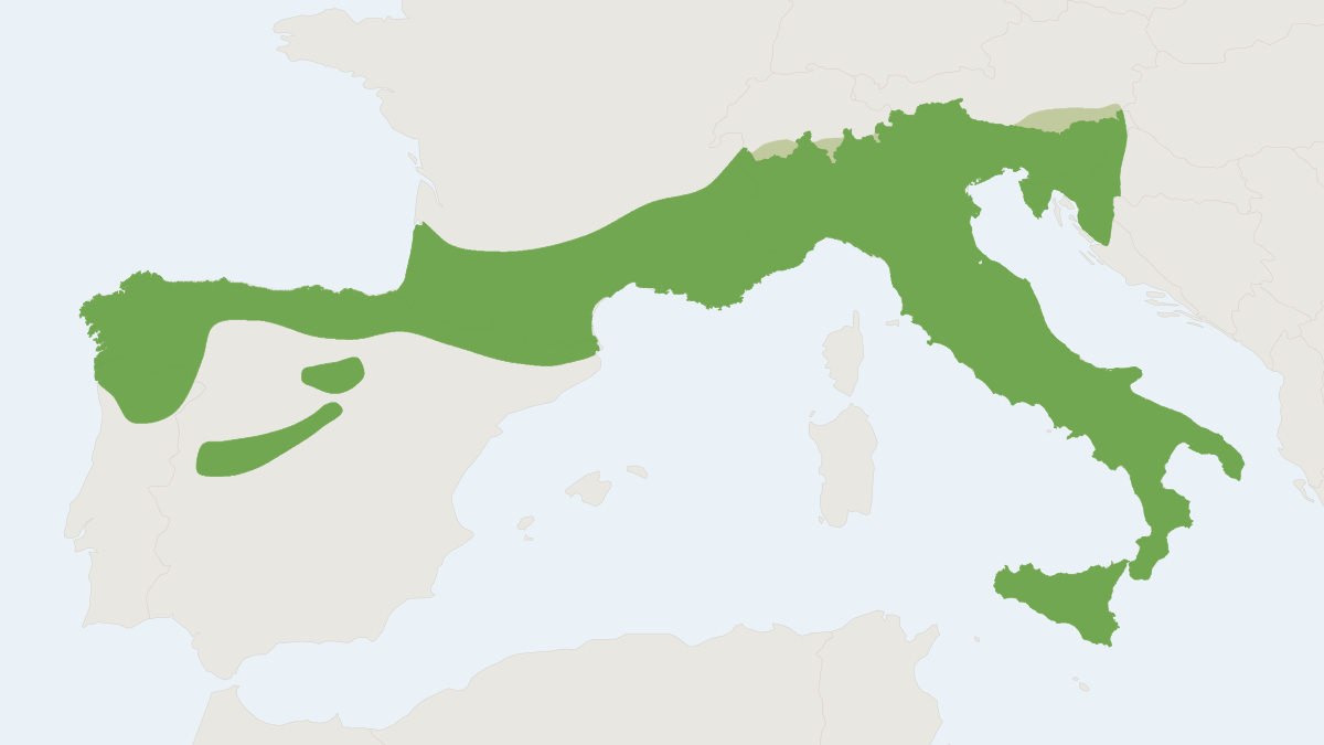 Range map of the Cryptic Myotis (Myotis crypticus)