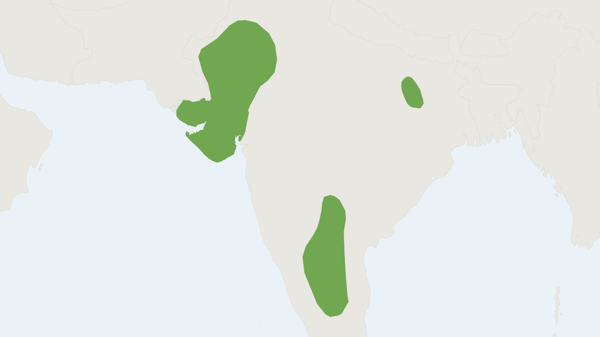 Range map of the Cutch Rock-rat (Cremnomys cutchicus) covering India