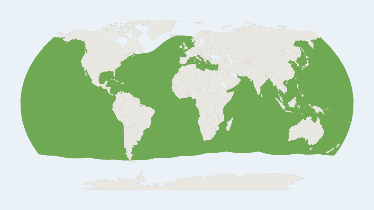 Range map of the Cuvier's Beaked Whale (Ziphius cavirostris)