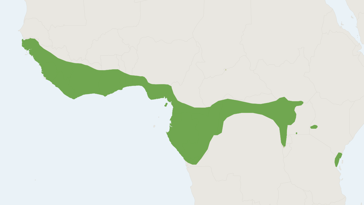 Range map of the Cyclops Roundleaf Bat (Doryrhina cyclops)