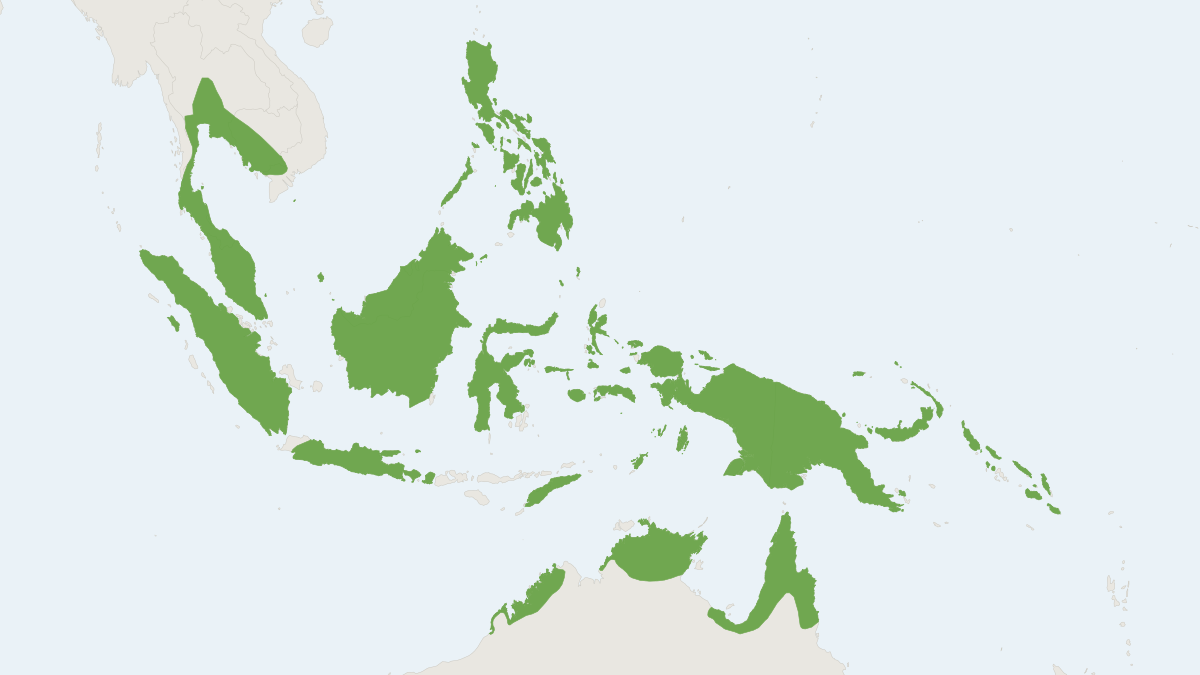 Range map of the Dagger-toothed Long-nosed Fruit Bat (Macroglossus minimus)
