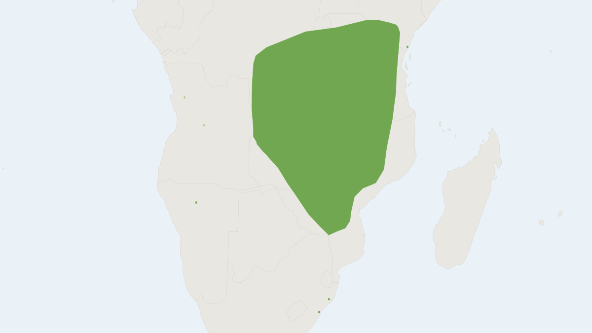 Range map of the Damara Woolly Bat (Kerivoula argentata)