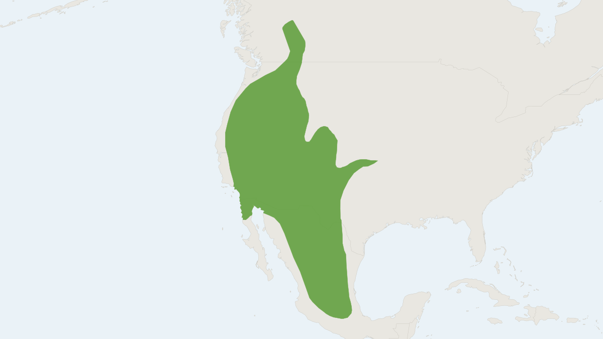 Range map of the Dark-nosed Small-footed Myotis (Myotis melanorhinus)