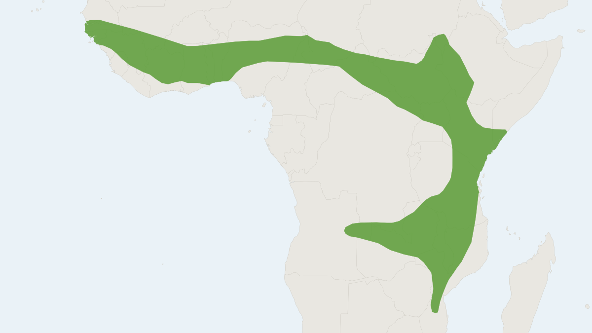 Range map of the Dark-winged Lesser House Bat (Scotoecus hirundo)
