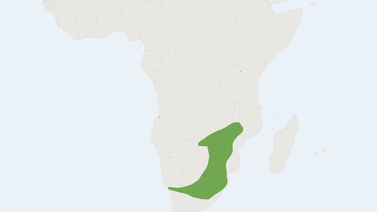 Range map of the Darling's Horseshoe Bat (Rhinolophus darlingi)
