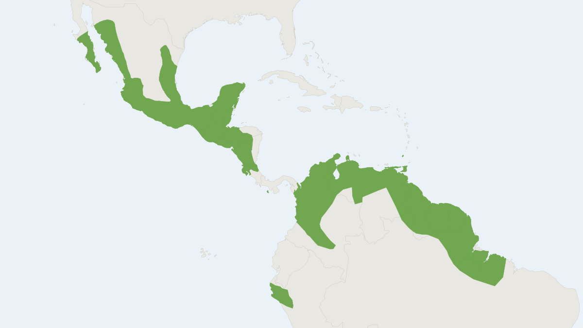 Range map of the Davy's Naked-backed Bat (Pteronotus davyi)