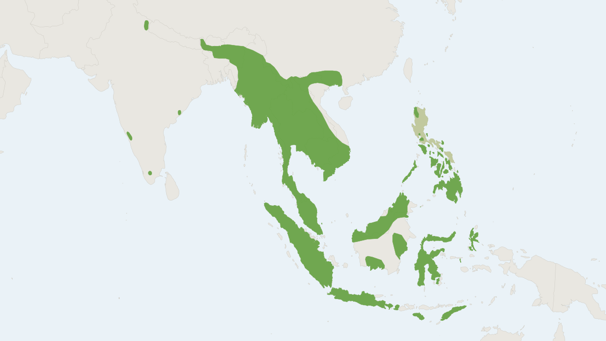 Range map of the Dawn Bat (Eonycteris spelaea)