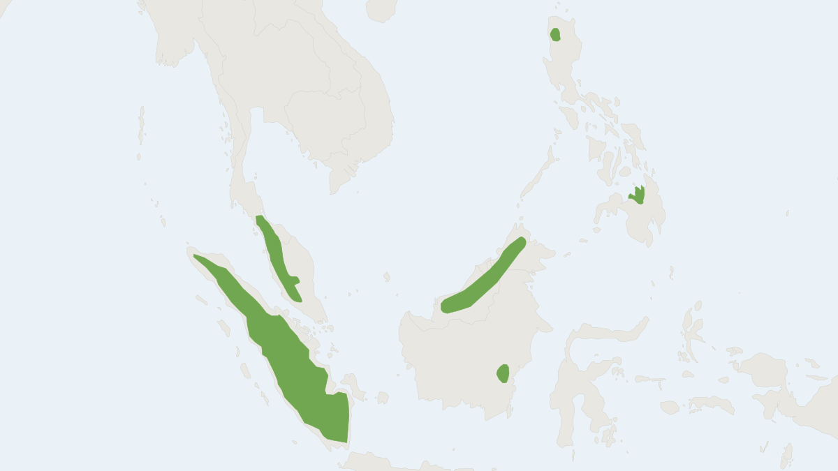 Range map of the Dayak Fruit Bat (Dyacopterus spadiceus)