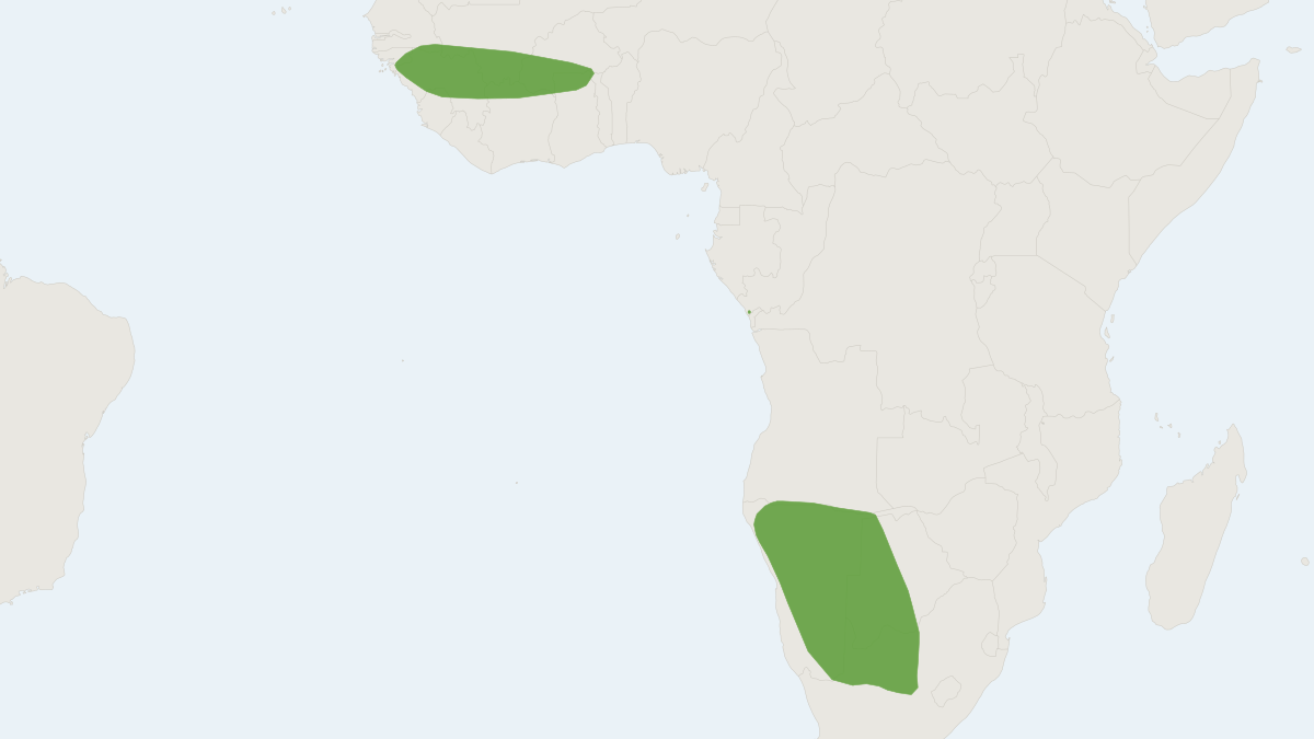 Range map of the Dent's Horseshoe Bat (Rhinolophus denti)