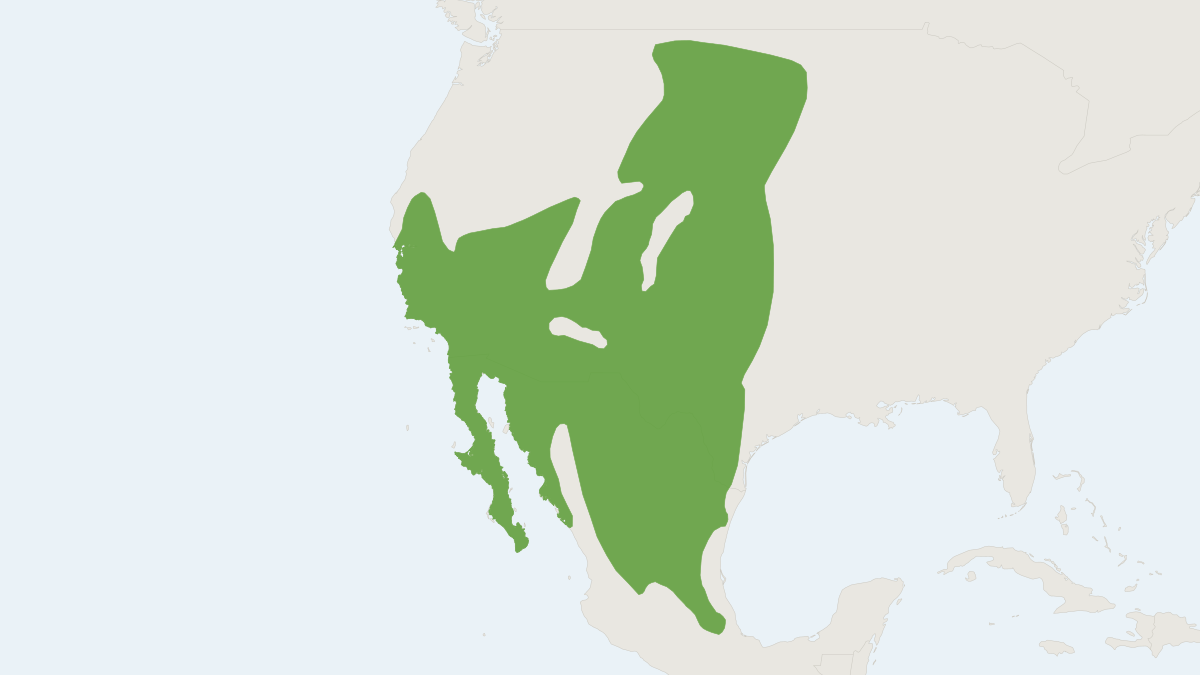 Range map of the Desert Cottontail (Sylvilagus audubonii)